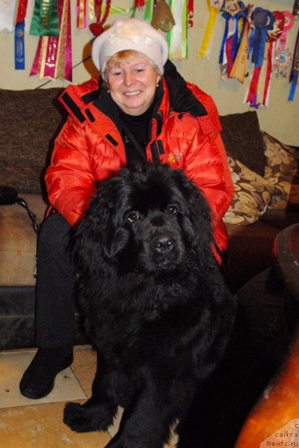 Фото: ньюфаундленд Сент Джонс Челси