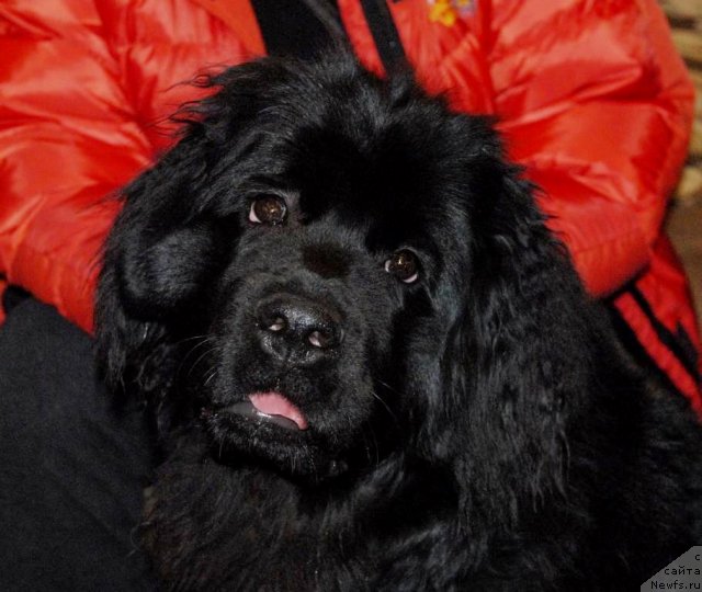 Фото: ньюфаундленд Сент Джонс Челси