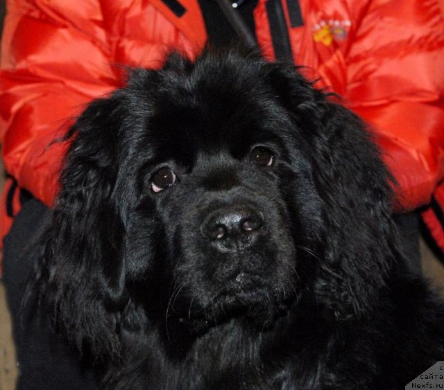 Фото: ньюфаундленд Сент Джонс Челси