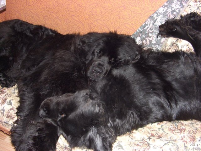 Фото: ньюфаундленд Лесная Сказка Лунная Соната, ньюфаундленд Барышня