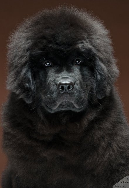 Фото: Андрей Комиссаров