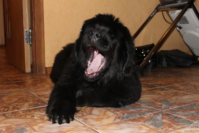 Фото: ньюфаундленд Вом Ватерфалл Лэнд Айя (Vom Waterfall Land Aya)