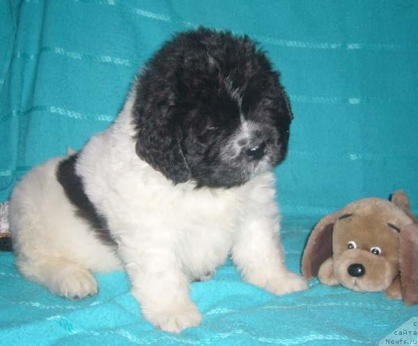 Фото: ньюфаундленд Супер Бизон Батон