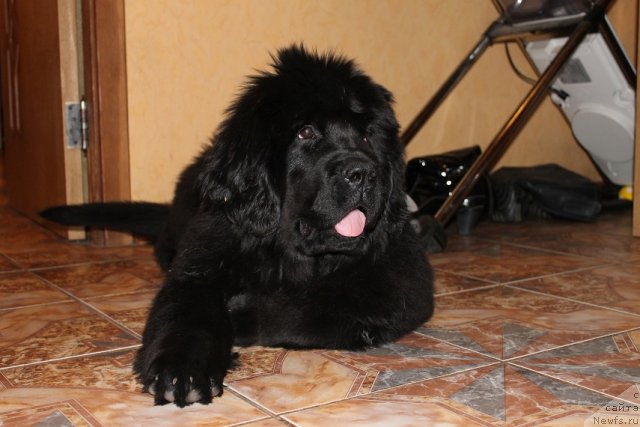 Фотография № 85400