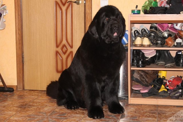 Фото: ньюфаундленд Giacomo vom Darius Land