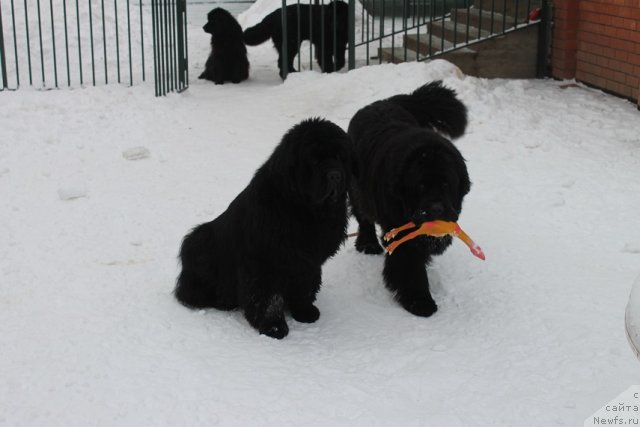 Фото: ньюфаундленд Жолли Вандерфулл из Медвежьего Яра (Zholli Wonderfull iz Medvejyego Yara), ньюфаундленд Казанова Большой Друг