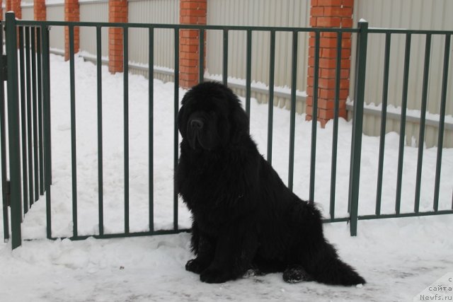 Фото: ньюфаундленд Жолли Вандерфулл из Медвежьего Яра (Zholli Wonderfull iz Medvejyego Yara)