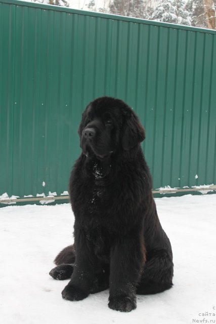 Фото: ньюфаундленд Giacomo vom Darius Land