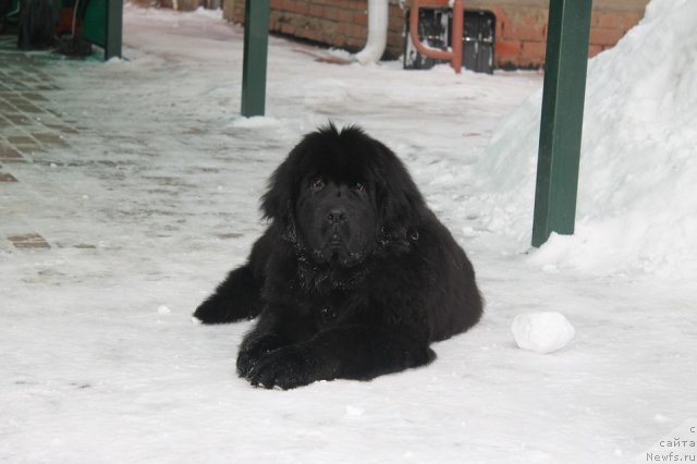 Фото: ньюфаундленд Вом Ватерфалл Лэнд Айя (Vom Waterfall Land Aya)