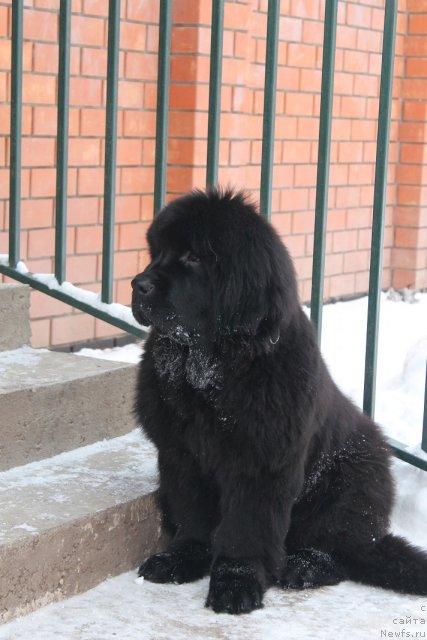 Фото: ньюфаундленд Вом Ватерфалл Лэнд Айя (Vom Waterfall Land Aya)