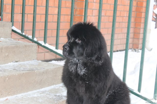 Фото: ньюфаундленд Вом Ватерфалл Лэнд Айя (Vom Waterfall Land Aya)