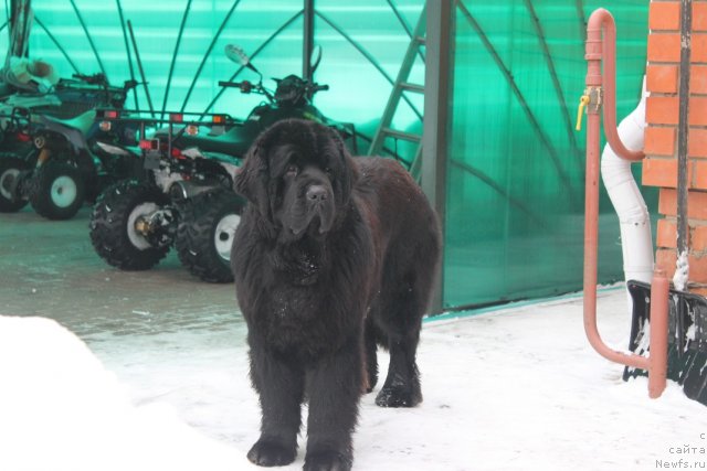 Фото: ньюфаундленд Giacomo vom Darius Land