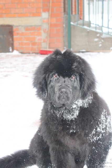 Фото: ньюфаундленд Вом Ватерфалл Лэнд Айя (Vom Waterfall Land Aya)