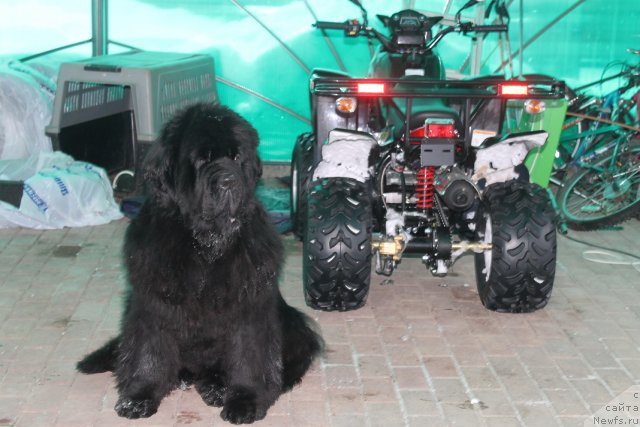 Фото: ньюфаундленд Жолли Вандерфулл из Медвежьего Яра (Zholli Wonderfull iz Medvejyego Yara)