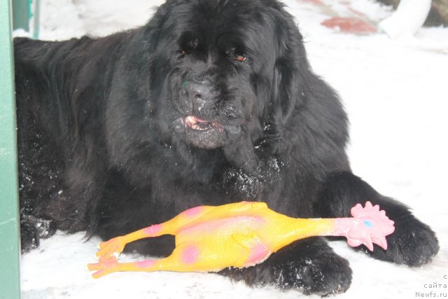 Фото: ньюфаундленд Казанова Большой Друг