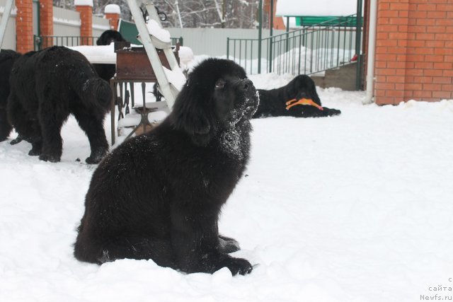 Фото: ньюфаундленд Вом Ватерфалл Лэнд Айя (Vom Waterfall Land Aya)