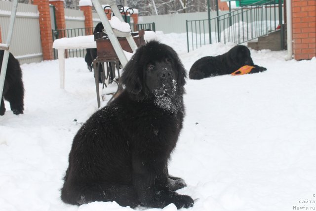 Фото: ньюфаундленд Вом Ватерфалл Лэнд Айя (Vom Waterfall Land Aya)