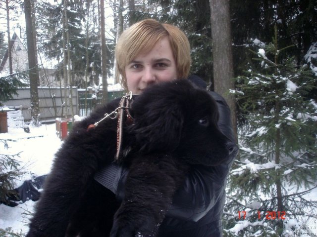 Фото: ньюфаундленд Смигар Осенняя Сказка