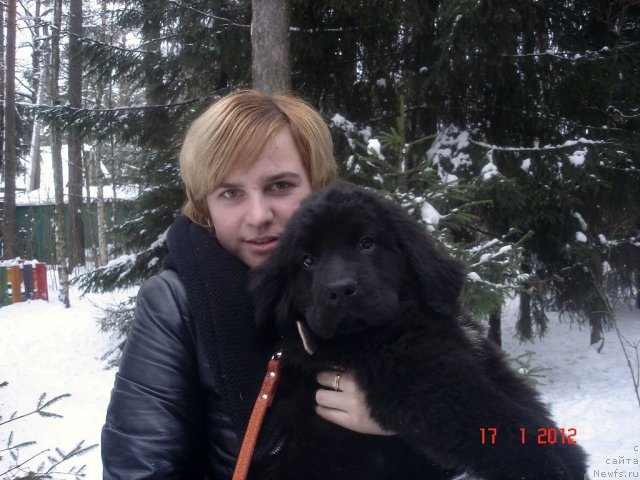 Фото: ньюфаундленд Смигар Осенняя Сказка