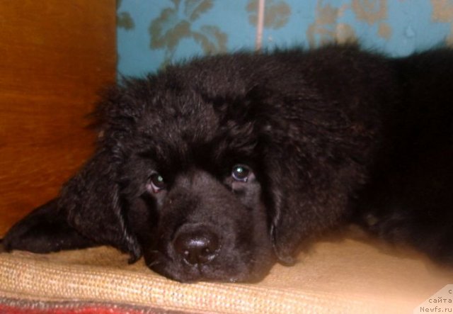 Фото: ньюфаундленд Смигар Осенняя Сказка