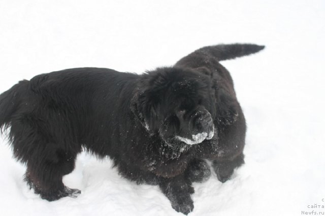 Фото: ньюфаундленд Жолли Вандерфулл из Медвежьего Яра (Zholli Wonderfull iz Medvejyego Yara), ньюфаундленд Вом Ватерфалл Лэнд Айя (Vom Waterfall Land Aya)