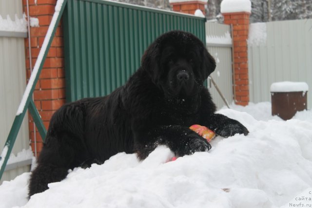 Фото: ньюфаундленд Giacomo vom Darius Land