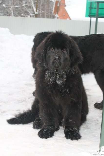 Фото: ньюфаундленд Вом Ватерфалл Лэнд Айя (Vom Waterfall Land Aya)