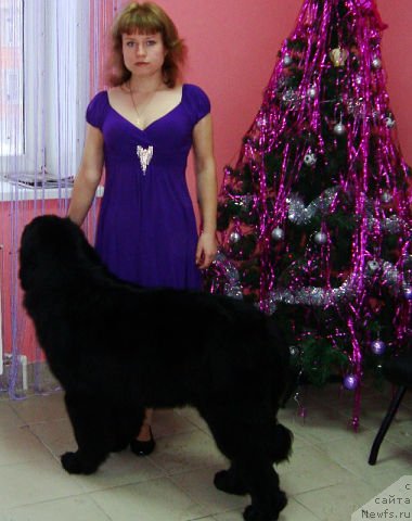 Фото: ньюфаундленд Пассия Короля из Медвежьего Яра (Passia Korolya iz Medvejyego Yara), Виктория Замятина