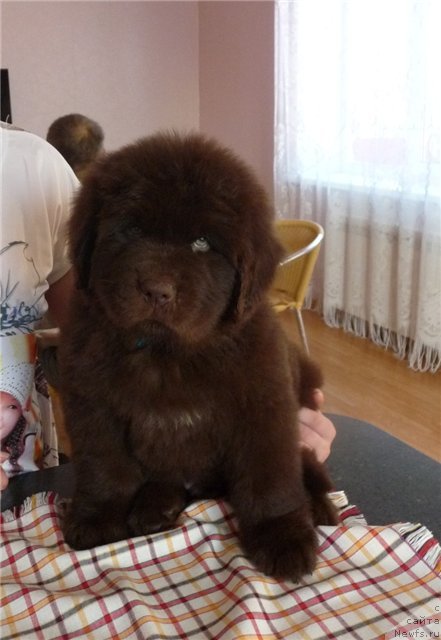 Фото: ньюфаундленд Ньюфорт Прадо