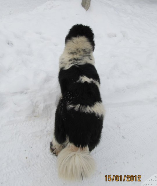 Фото: ньюфаундленд Супер Бизон Екатеринбург (Super Bizon Ekaterinburg)