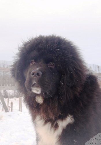 Фото: Кипер Соул Лоудстар