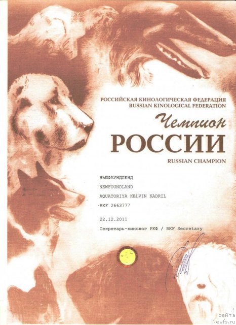 Фото: ньюфаундленд Акватория Келвин Кадриль (Aquatoriya Kelvin Kadril)