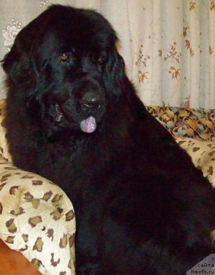 Фото: ньюфаундленд Бемби
