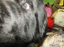 Фото: ньюфаундленд Акватория Келвин Максим