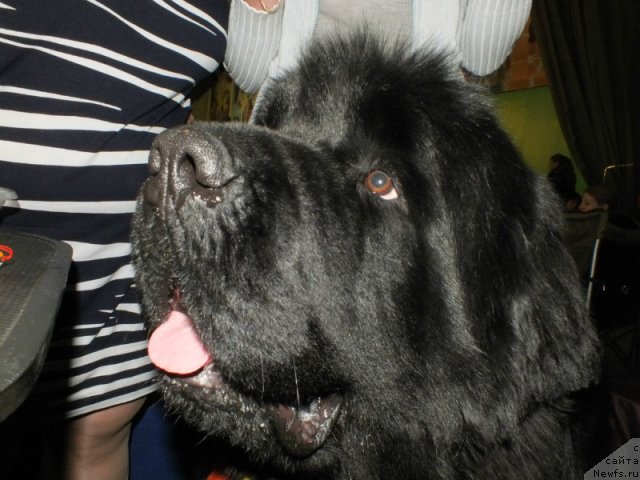 Фото: ньюфаундленд Акватория Келвин Максим