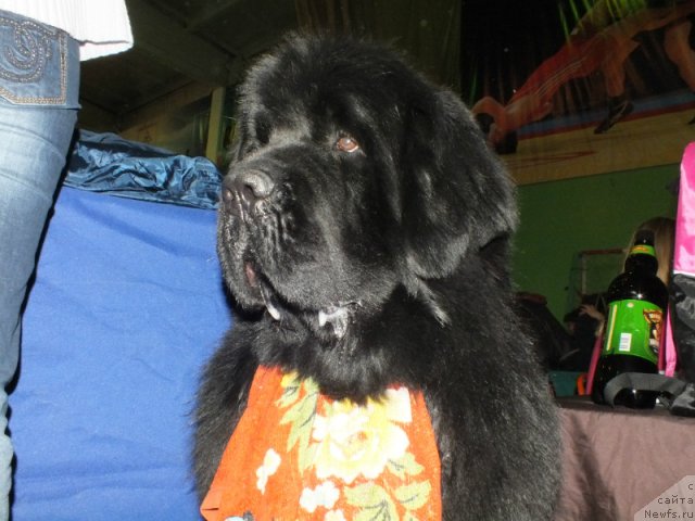 Фото: ньюфаундленд Акватория Келвин Максим