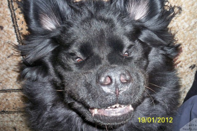 Фото: ньюфаундленд Смигар Волна Успеха