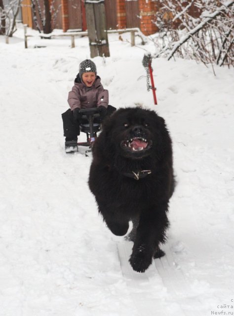 Фото: ньюфаундленд Улувату Деви Дан