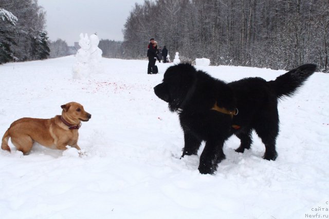 Фото: ньюфаундленд Улувату Деви Дан