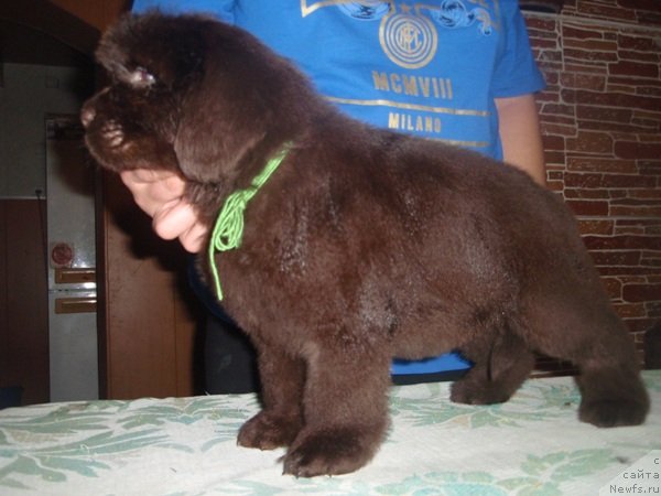 Фото: дети, ньюфаундленд Арабелла Статная Мулатка