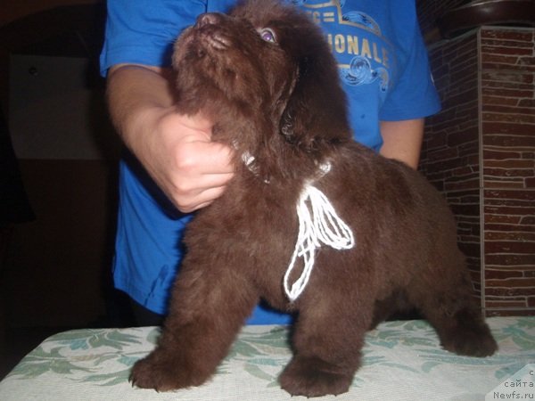 Фото: дети Белки, ньюфаундленд Арабелла Статная Мулатка