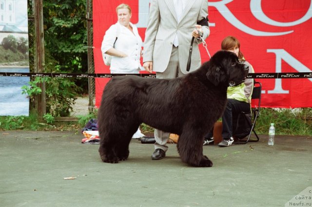 Фото: ньюфаундленд King of Helluland Valmont