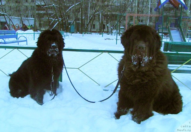 Фото: ньюфаундленд Zhdanny Syn Vialiki Miadzvedz, ньюфаундленд Супер Премиум Бест Бэлжен Ригардс (Super Premium Best Belzhen Regards)