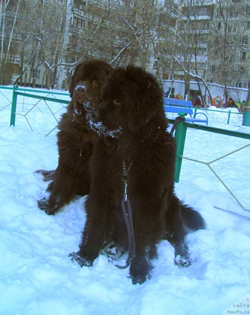 Фото: ньюфаундленд Zhdanny Syn Vialiki Miadzvedz, ньюфаундленд Супер Премиум Бест Бэлжен Ригардс (Super Premium Best Belzhen Regards)