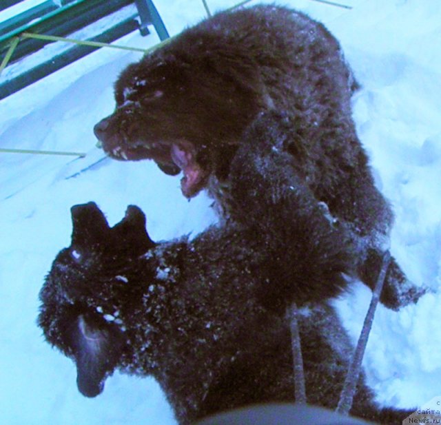 Фото: ньюфаундленд Zhdanny Syn Vialiki Miadzvedz, ньюфаундленд Супер Премиум Бест Бэлжен Ригардс (Super Premium Best Belzhen Regards)