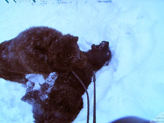 Фото: ньюфаундленд Zhdanny Syn Vialiki Miadzvedz, ньюфаундленд Супер Премиум Бест Бэлжен Ригардс (Super Premium Best Belzhen Regards)