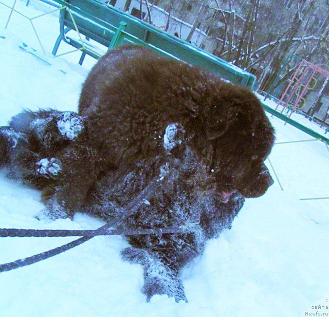 Фото: ньюфаундленд Zhdanny Syn Vialiki Miadzvedz, ньюфаундленд Супер Премиум Бест Бэлжен Ригардс (Super Premium Best Belzhen Regards)