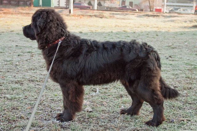 Фото: ньюфаундленд Сент Джонс Шармель, ньюфаундленд Сент Джонс Шармель