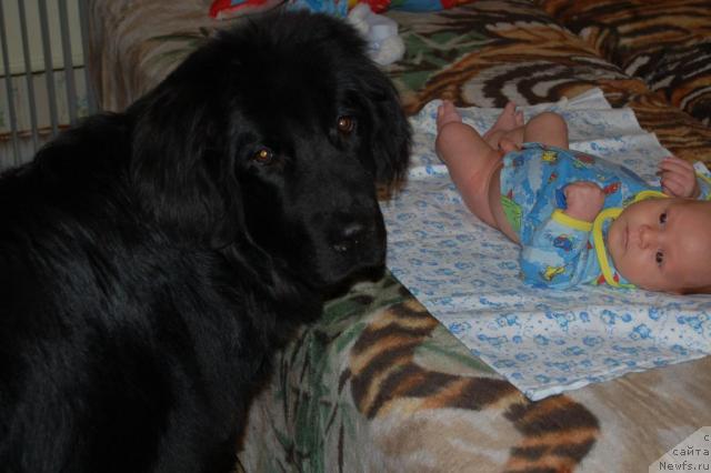 Фото: ньюфаундленд Рыцарь Благородный от Марлеон Дусвик