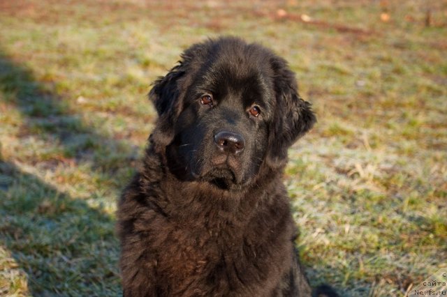 Фото: ньюфаундленд Сент Джонс Шармель